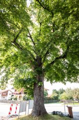 Linde Doktorparkplatz